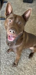 Reunited Male Dog last seen N Gilbert and Malvern , Fullerton, CA 92833
