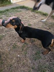 Reunited Female Dog last seen Hanover st and Roswell, San Diego, CA 92114