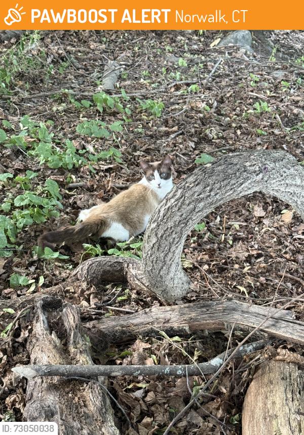 Found/Stray Male Cat last seen New Canaan avenue and silvermine avenue, Norwalk, CT 06850