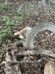 Found/Stray Male Cat last seen New Canaan avenue and silvermine avenue, Norwalk, CT 06850