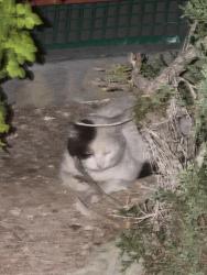 Found/Stray Unknown Cat last seen Near tamarus st 89119, Las Vegas, NV 89119