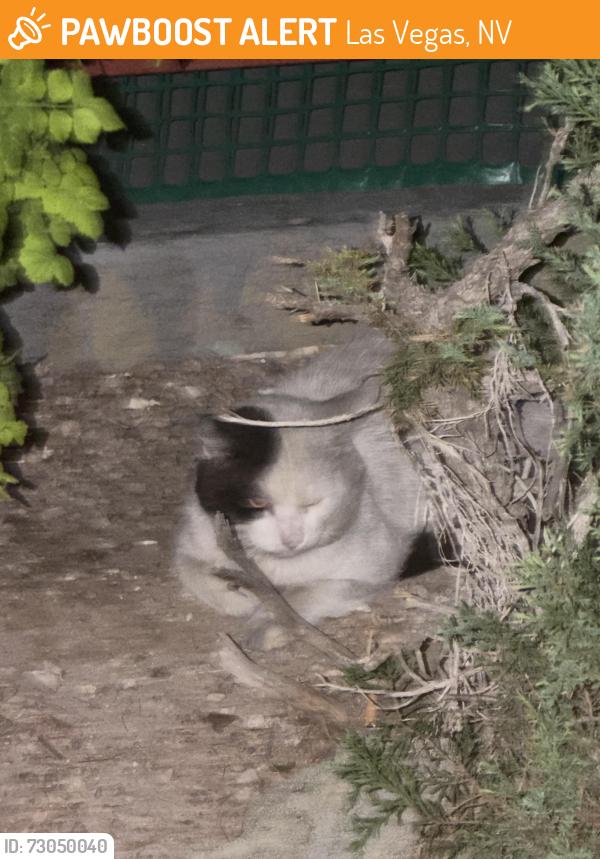 Found/Stray Unknown Cat last seen Near tamarus st 89119, Las Vegas, NV 89119