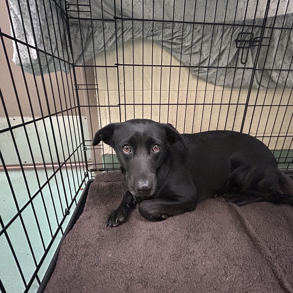 Shelter Stray Female Dog last seen , 2350 Appling City Cove, Memphis, TN 38133, USA