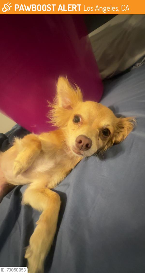 Found/Stray Female Dog last seen Harris market, Los Angeles, CA 90002