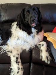 Lost Female Dog last seen Intersection of Meridian Road and Catholic Church Road, Leslie, MI 49251