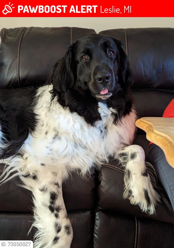 Lost Female Dog last seen Intersection of Meridian Road and Catholic Church Road, Leslie, MI 49251
