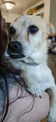 Found/Stray Male Dog last seen H street and Ming Ave, Bakersfield, CA 93301