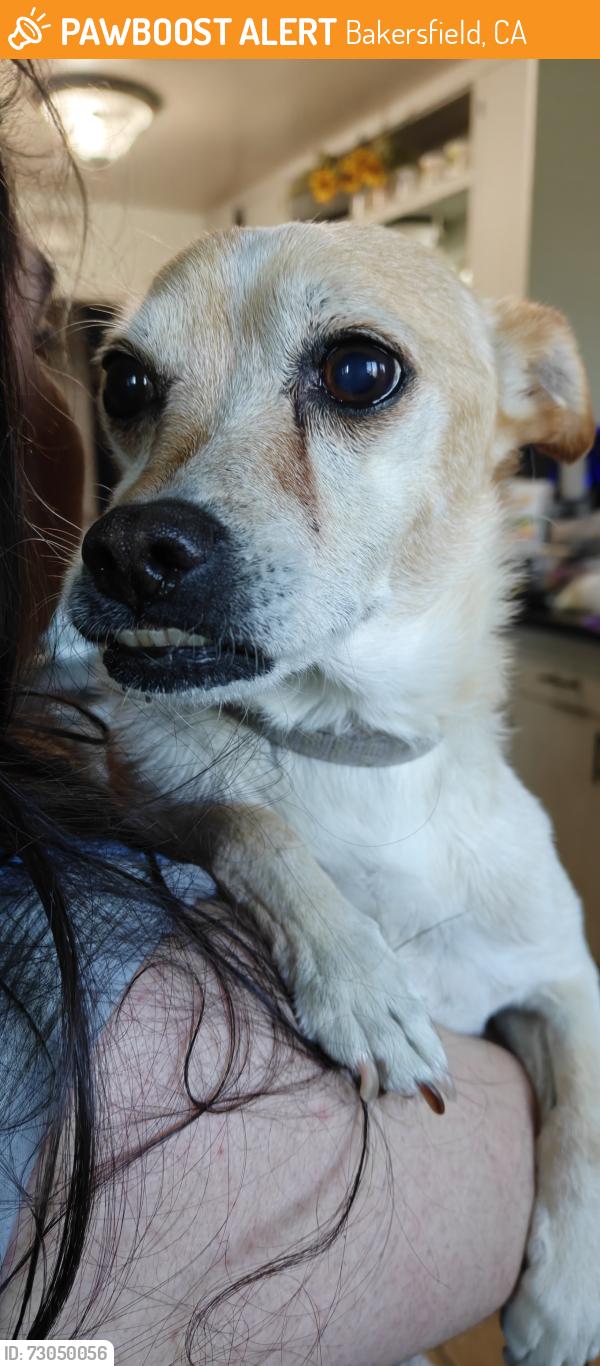 Found/Stray Male Dog last seen H street and Ming Ave, Bakersfield, CA 93301