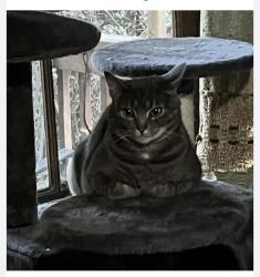 Lost Female Cat last seen Paradise park, Santa Cruz, CA 95060