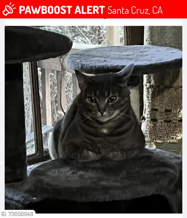 Lost Female Cat last seen Paradise park, Santa Cruz, CA 95060