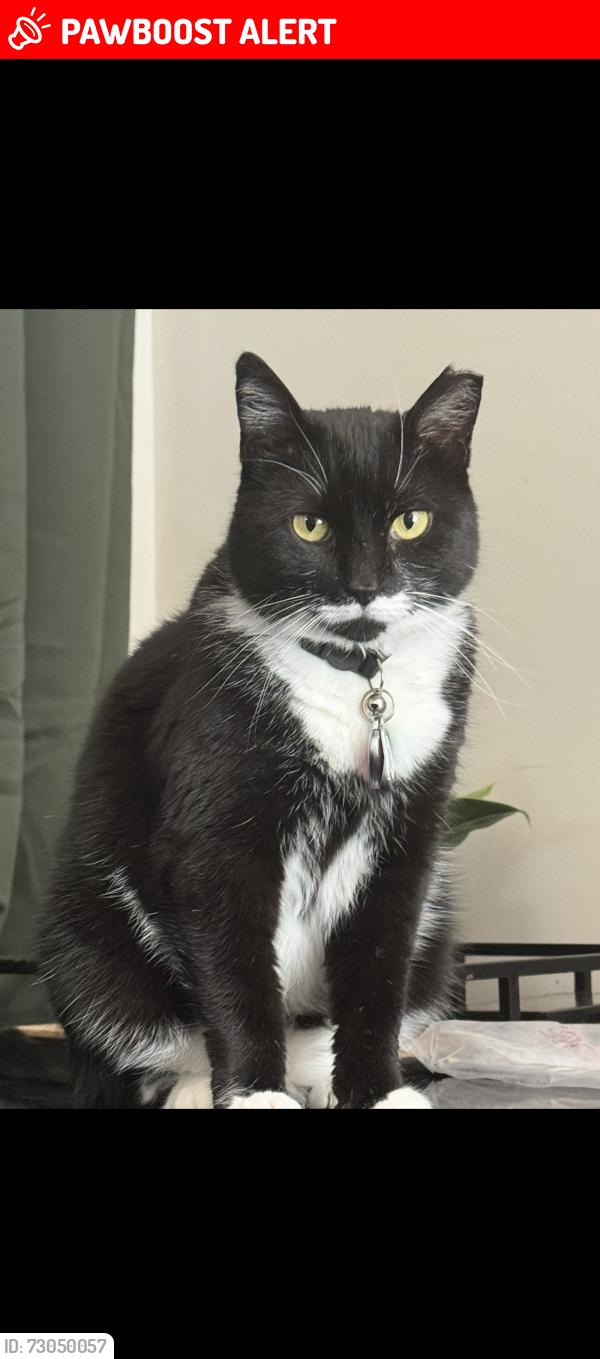 Lost Female Cat last seen West farms rd, Howell Township, NJ 07731