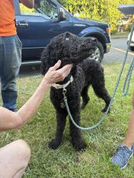Reunited Male Dog last seen Staying close to I-5, hidden Tacoma WA 98409, Tacoma, WA 98409