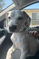 Reunited Male Dog last seen Hamilton and White, Pomona, CA 91768