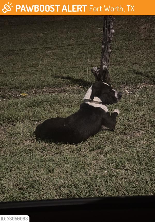 Found/Stray Unknown Dog last seen Chapel Creek & Camp Bowie near leonards golf, Fort Worth, TX 76116