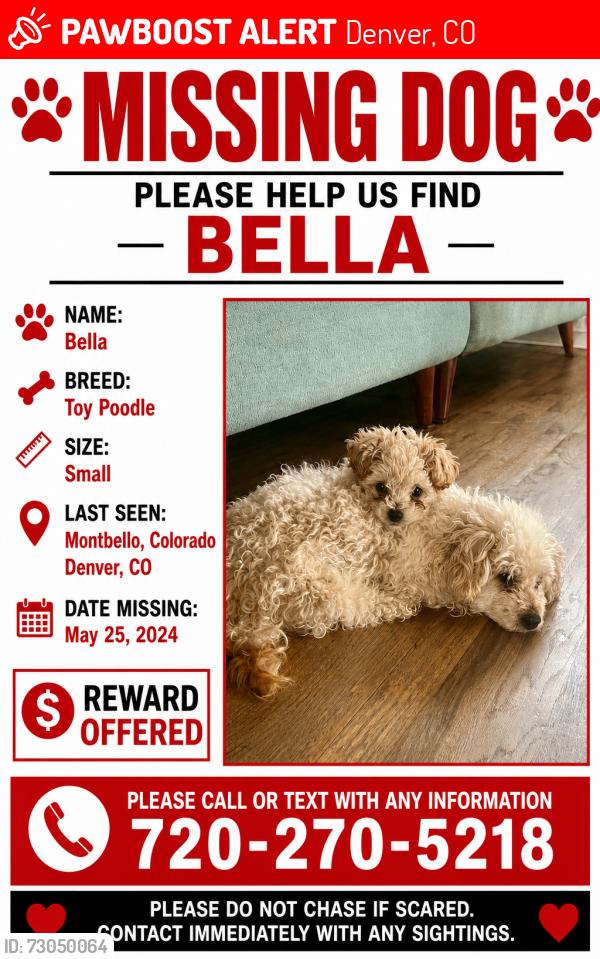 Lost Female Dog last seen Tucson St, Denver, CO 80239