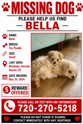 Lost Female Dog last seen Tucson St, Denver, CO 80239