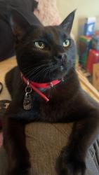 Lost Male Cat last seen W Main Street, Medford, OR 97501