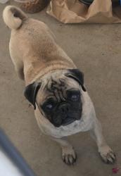 Reunited Male Dog last seen Tumbleweed, Palmdale, CA 93350