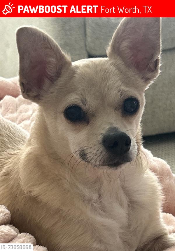 Lost Female Dog last seen Christ The King Catholic Church, Fort Worth, TX 76111