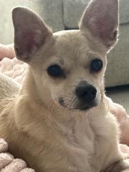 Lost Female Dog last seen Christ The King Catholic Church, Fort Worth, TX 76111