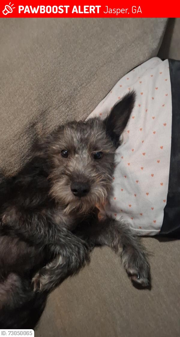Lost Male Dog last seen By Hood rd, Jasper, GA 30143