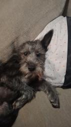 Lost Male Dog last seen By Hood rd, Jasper, GA 30143