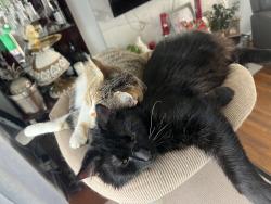 Reunited Male Cat last seen Near bruce lane, Annandale, VA 22003