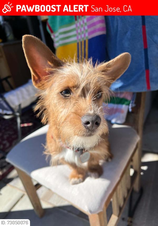 Lost Male Dog last seen capital and pentencia creek, San Jose, CA 95133
