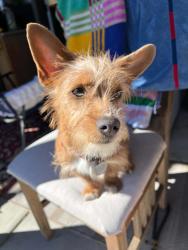 Lost Male Dog last seen capital and pentencia creek, San Jose, CA 95133