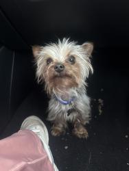 Reunited Male Dog last seen 76th street & western, Los Angeles, CA 90047