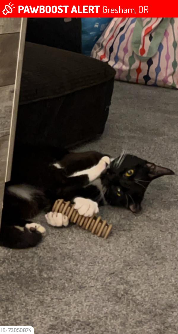 Lost Male Cat last seen Near, Gresham, OR 97080