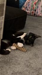 Lost Male Cat last seen Near, Gresham, OR 97080