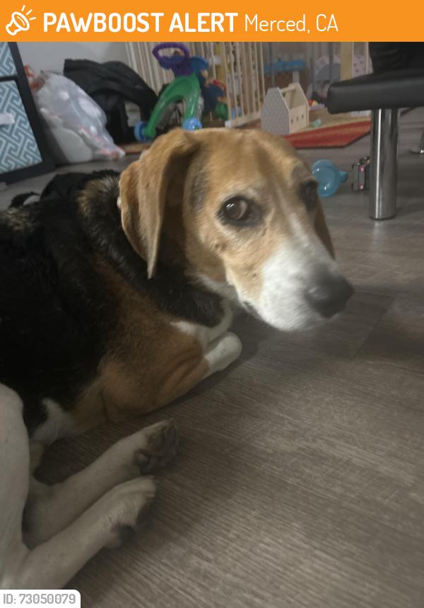 Found/Stray Male Dog last seen Sierra village apmts, Merced, CA 95348