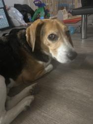 Found/Stray Male Dog last seen Sierra village apmts, Merced, CA 95348