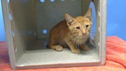 Shelter Stray Female Cat last seen , 216 W Victoria St, Gardena, CA 90248, USA