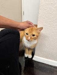 Found/Stray Unknown Cat last seen Belt line & 1387, Cedar Hill, TX 75104