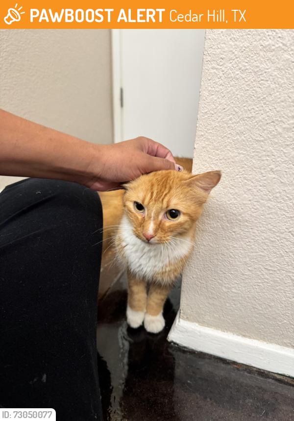 Found/Stray Unknown Cat last seen Belt line & 1387, Cedar Hill, TX 75104