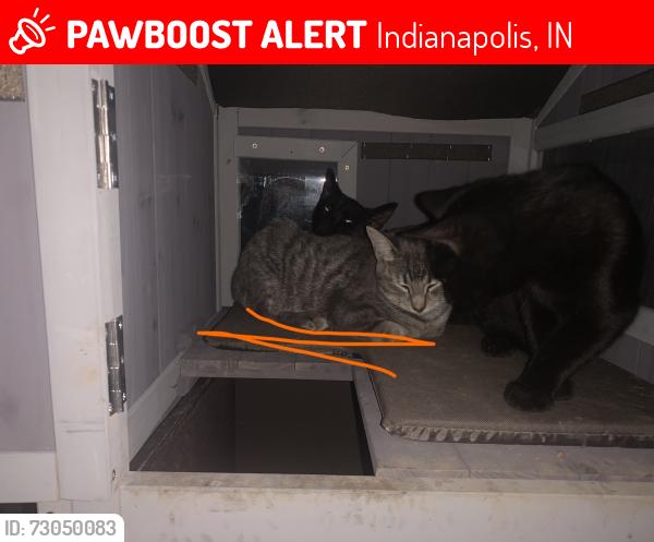 Lost Male Cat last seen Maple Street, Indianapolis, IN 46226