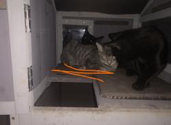 Lost Male Cat last seen Maple Street, Indianapolis, IN 46226