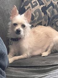 Lost Female Dog last seen Burlington , Emeryville, CA 94608