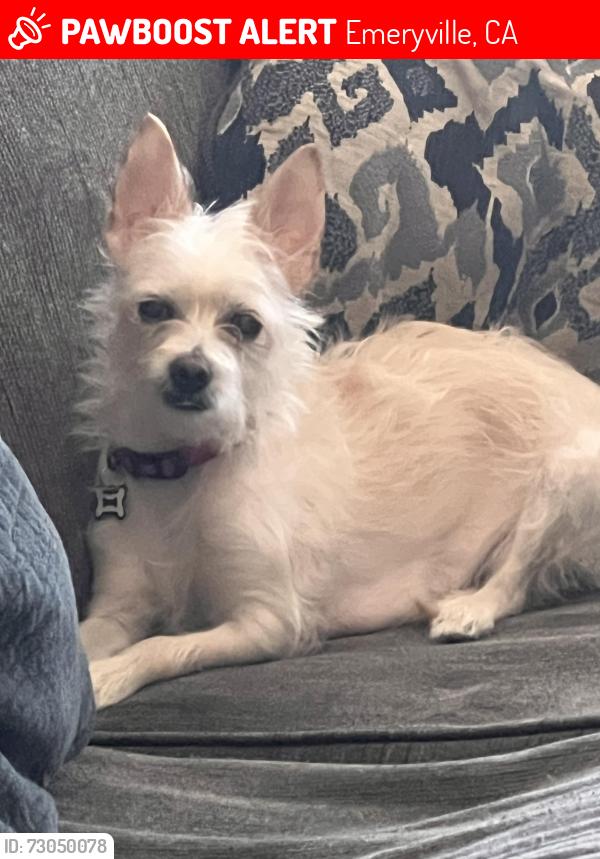 Lost Female Dog last seen Burlington , Emeryville, CA 94608