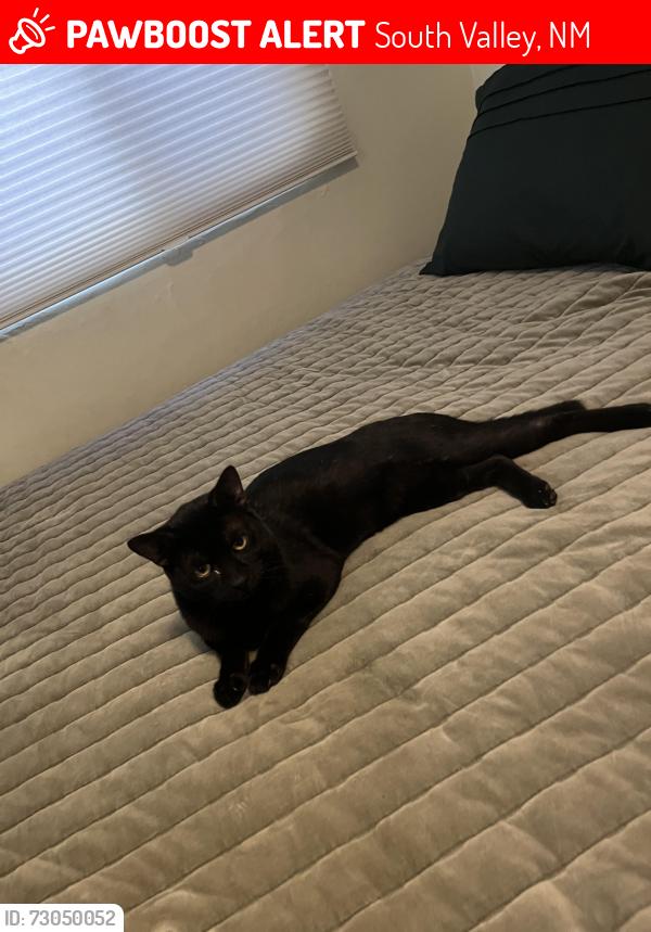 Lost Male Cat last seen South Valley or Manuel and University, South Valley, NM 87105