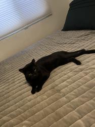 Lost Male Cat last seen South Valley or Manuel and University, South Valley, NM 87105