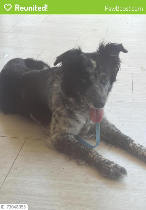 Reunited Female Dog last seen Valhalla highschool , Rancho San Diego, CA 92019