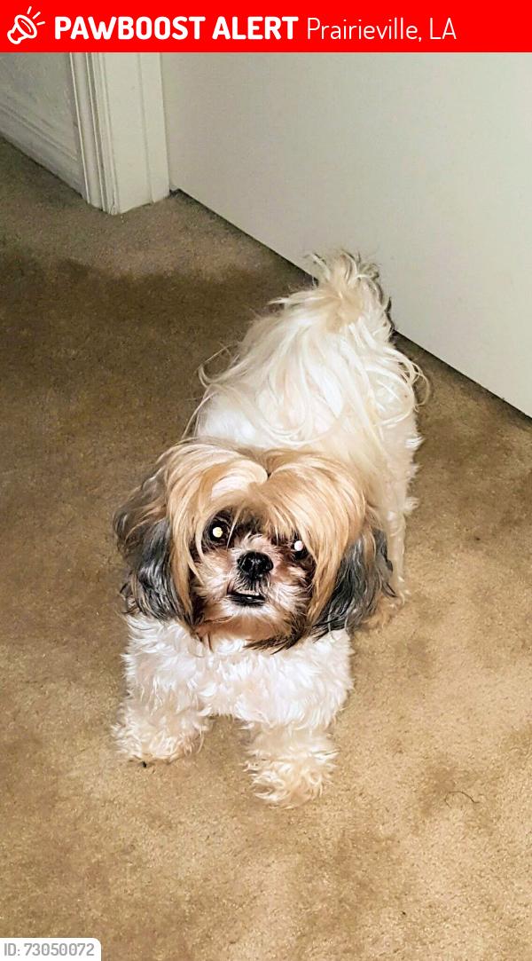 Lost Female Dog last seen Wynston Dr, Prairieville, LA 70769