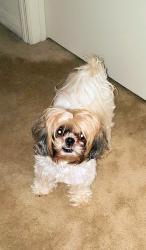 Lost Female Dog last seen Wynston Dr, Prairieville, LA 70769