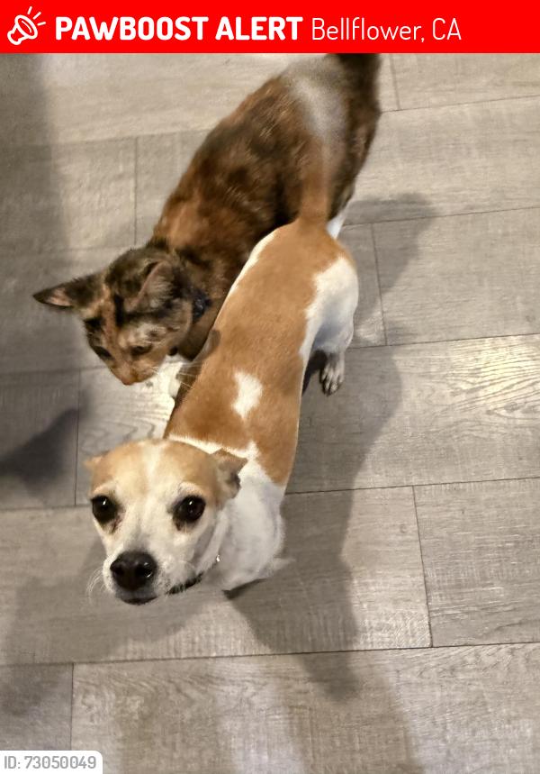 Lost Female Dog last seen Clark Ave and Beach St, Bellflower, CA, Bellflower, CA 90706