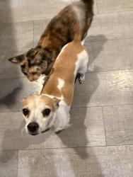 Lost Female Dog last seen Clark Ave and Beach St, Bellflower, CA, Bellflower, CA 90706
