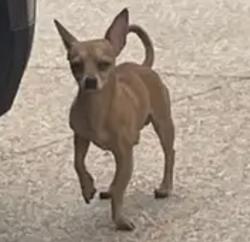 Reunited Male Dog last seen Rio Lindo Park Oxnard CA, Oxnard, CA 93036