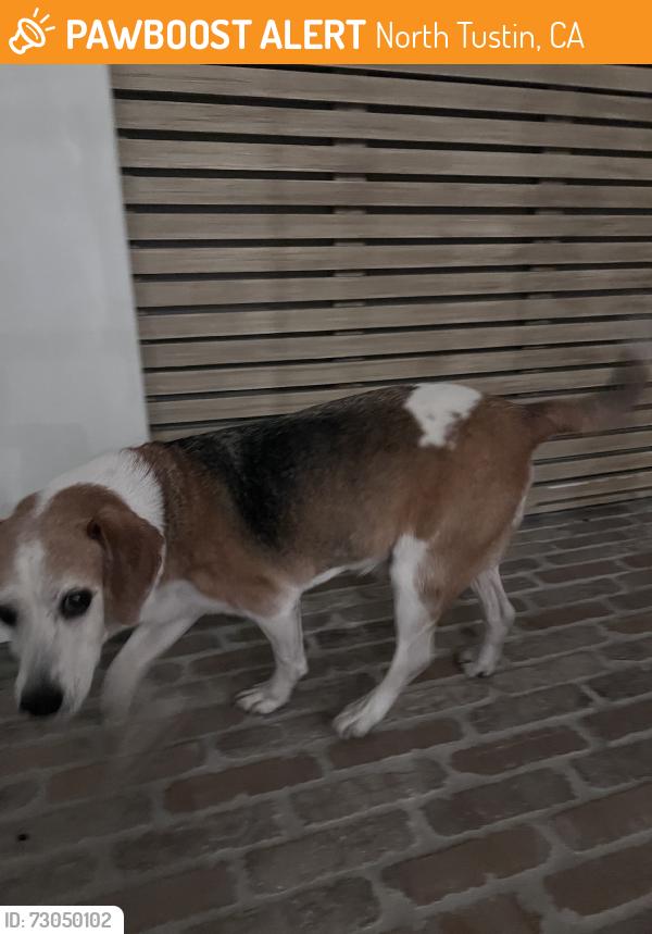 Found/Stray Male Dog last seen Shadyridge Dr / Brightwood Dr, North Tustin, CA 92705